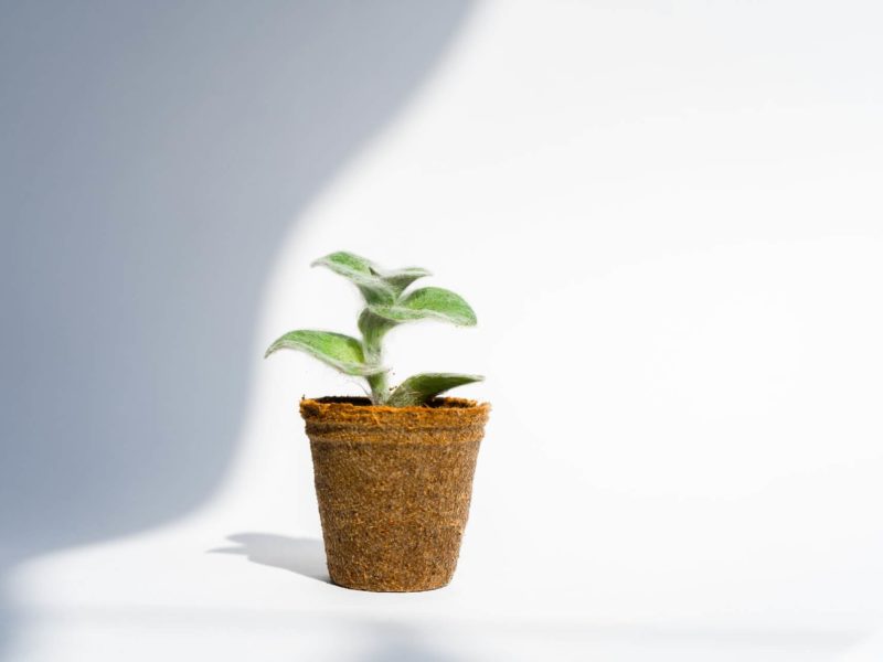 Planta en maceta para representar el concepto de sustentabilidad
