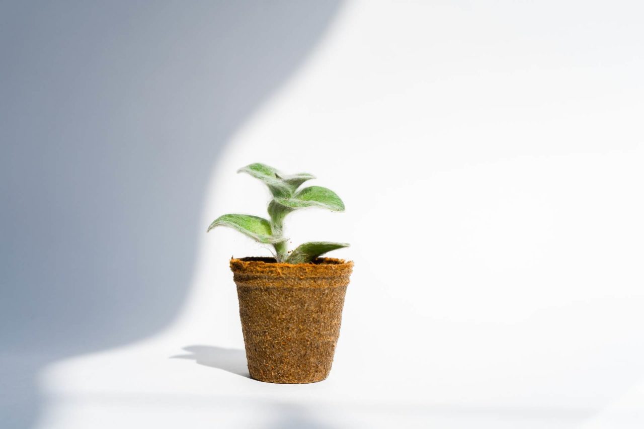 Planta en maceta para representar el concepto de sustentabilidad